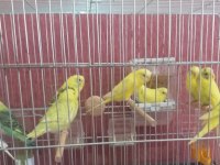Alıştırmalık Uysal Yavru Muhabbet Kuşları