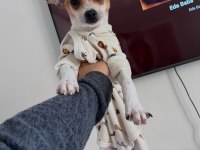 5 aylık chihuahua
