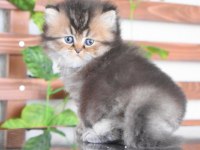British Longhair dişi rapunzel 