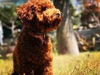 Toy poodle izmir