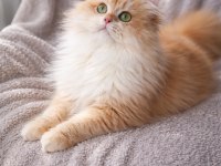 British longhair açıklamayı okumadan aramayın