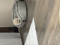 3 aylık pomeranian