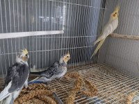 BEBEK SULTAN PAPAĞANLARI