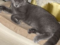 British shorthair 6 aylık dişi