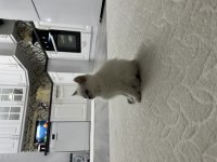 2 aylık yavru british shorthair safkan