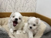 ÇOK ÖZEL MALTİPOO YAVRULARIMIZ