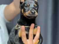 Safkan doberman