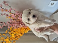 Maltese terrier yavrum