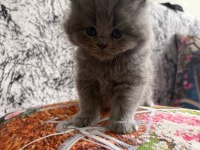 YAVRU KEDİLERE SICACIK YUVALAR ARIYORUZ!