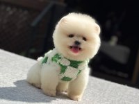 Orijinal Pomeranian Boo