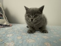 British shorthair 55 günlük
