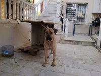 Presa Canario bakamıyorum hastalıklar var o yüzden veriyorum