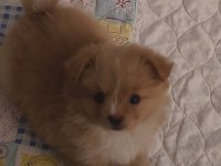 Latte tadında maltipoo