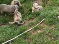 IRK VE SAĞLIK GARANTİ KANGAL YAVRULARIMIZ