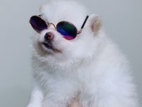 POMERANİAN DİŞİ GÜZELLİK