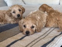SEVGIYLE BUYUYEN MALTİPOO YAVRULARIMIZ