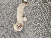 Yavru british shorthair