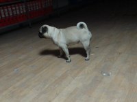 3 yaşında pug