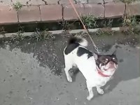 Acil uygun fiyatlı şivava