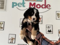Petmode Köpek Çiftliğinden Bernese Yavrumuz