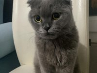 2 yaşında scottish fold ücretsiz sahiplendirilecek