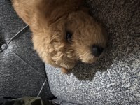 Toy poodle 4 buçuk aylık
