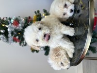 Maltese terriyer köpekler