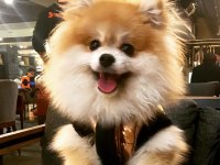 Çok tatlı sevimli HARİKA pomeranian köpeğim karamel