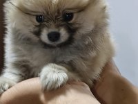 Pomeranian Boo Erkek Ve Dişi Yavrularımız