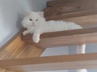 Scottish Straight Beyaz Erkek Kedi