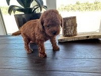 Boy kilo garantili teacup erkek poodle