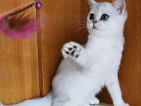 Scottish straight shorthair ns11 dişi