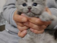 Yavru british shorthair