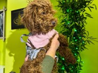 Toy Poodle Brown