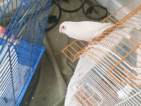 Albino 6 aylık forpus papağanı