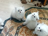 British longhair ve shorthair ırk garantili yavrular