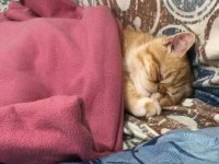 Exotic shorthair 6 aylık