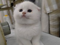 45 günlük scottish fold yavrumuz