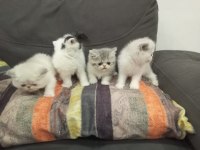 Sağlıklı exotic shorthair yavrularımız