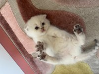 sağlıklı 26 günlük bebeklerimiz scottish fold