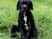 Şecere belgeli ırk ve sağlık garantili cane corso yavrular