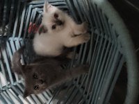 British blue point mavi göz ve scottish fold düşük kulak