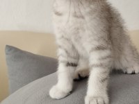 Silver güzellik british shorthair kedimiz