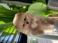 3 aylık dişi ve erkek pomeranian