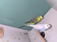 Yetişkin yavru muhabbet kuşları