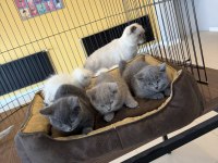 Kedi Dünyasından Renk Renk British Yavrular Ankara