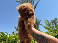 Kore Erkek Poodle Mini