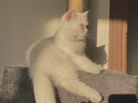 ERKEK YAVRU KEDİMİZ
