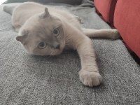 1 yaşında dişi scottish fold