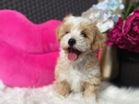 Maltipoo Mini Teacup Yavrularımız